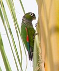 Thumbnail for File:Maroon-tailed Parakeet.jpg