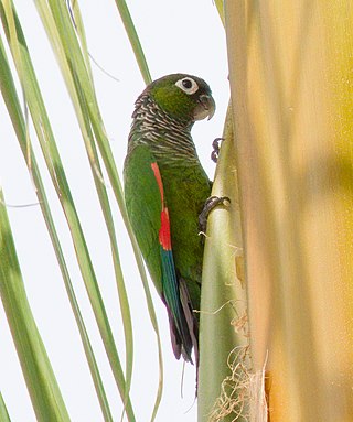 <span class="mw-page-title-main">Maroon-tailed parakeet</span> Species of bird