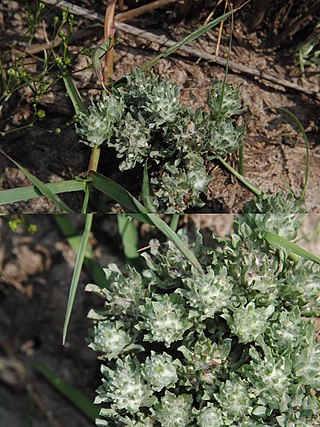 <i>Micropsis</i> Genus of flowering plants