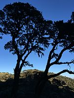 Trees in front of a mountain