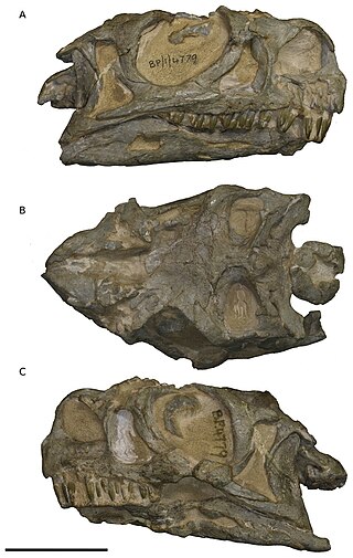 <i>Ngwevu</i> Sauropodomorph dinosaur genus from Early Jurassic South Africa