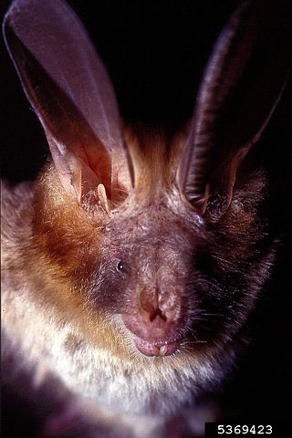 <span class="mw-page-title-main">Egyptian slit-faced bat</span> Species of mammal