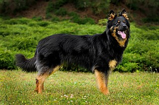 <span class="mw-page-title-main">Bohemian Shepherd</span> Dog breed