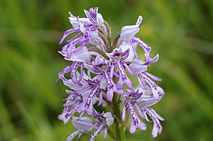 Orchis militaris