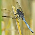 Orthetrum coerulescens (Kleiner Blaupfeil, Männchen) [D]