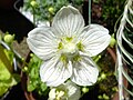 Parnassia palustris