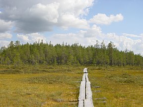 Auf den ausgewiesenen Pfaden erleichtern Steghölzer das Fortkommen im Moor