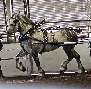 <span class="mw-page-title-main">Percheron</span> Breed of draft horse from France