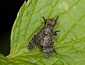 Unidentified fly (Stuttgart, Germany). Platystoma sp., siehe hier. Doc Taxon mit Dank an Dysmachus