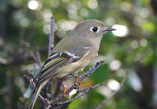 <span class="mw-page-title-main">Ruby-crowned kinglet</span> Species of bird