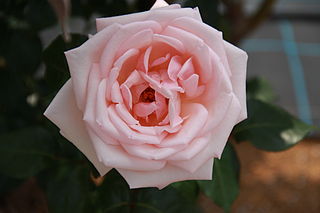 <i>Rosa</i> Royal Highness