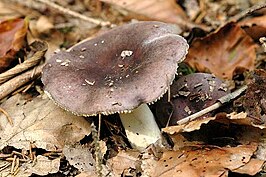 Pastelrussula