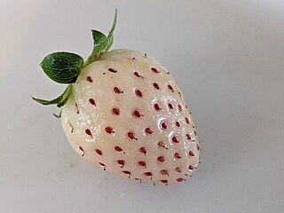 <span class="mw-page-title-main">Pineberry</span> Strawberry cultivar