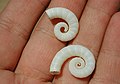 Spirula spirula Mission Beach, National Park, Queensland, Australien 2002