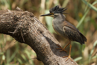 ’n Groenrugreier (Butorides striata) in die Austin Roberts-voëlreservaat in Pretoria.