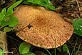 Klouzek douglaskový Suillus lakei