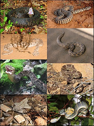 <span class="mw-page-title-main">Viperidae</span> Family of snakes