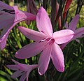 Watsonia borbonica