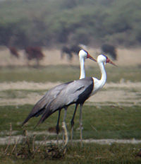 Wattled crane, now very rare Wattledcranethumb.jpg