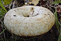 !Lactarius citriolens!