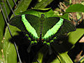 * Nomination Papilio palinurus --ComputerHotline 21:46, 1 May 2013 (UTC) * Promotion QI for me. --JLPC 17:10, 2 May 2013 (UTC)