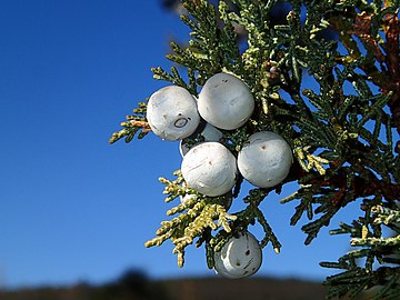 Close-up of juniper berries