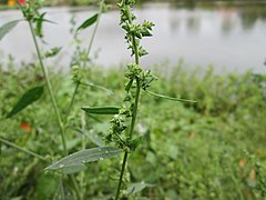 20190929Atriplex patula3.jpg