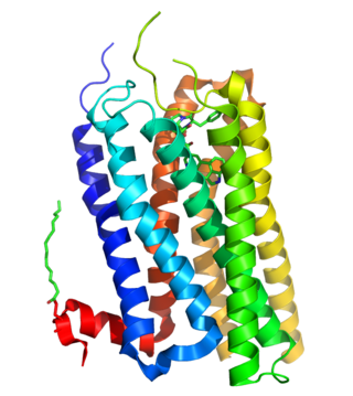 5-HT<sub>2B</sub> receptor Mammalian protein found in Homo sapiens