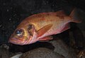 Acadian redfish