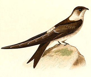 <span class="mw-page-title-main">Andean swift</span> Species of bird