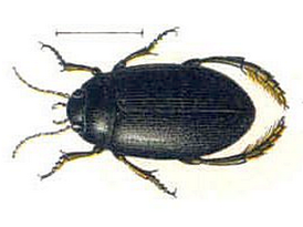 Agabus melanarius