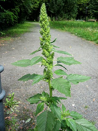 <span class="mw-page-title-main">Amaranthaceae</span> Family of flowering plants