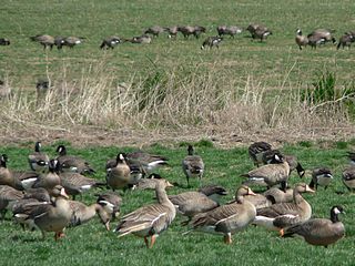 <span class="mw-page-title-main">Baskett Slough National Wildlife Refuge</span>