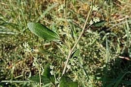 Atriplex patula, Brunyola i Sant Martí Sapresa.jpg