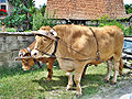 Ochsen im Fränkischen Freilandmuseum Bad Windsheim