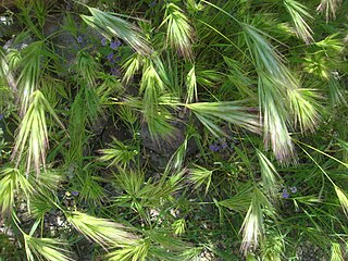 <i>Bromus madritensis</i> Species of grass