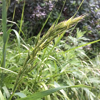 <i>Bromus maritimus</i> Species of flowering plant