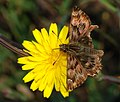 * Nomination Small and beautiful buterfly of unknown species (help needed!). Abou 25mm between wing tips. -- Alvesgaspar 13:24, 5 November 2007 (UTC) * Promotion Good sharpness and DOF, the flower may be a bit bright which distracts from the main subject. Do you think this would be better with a 90 degree CW rotation? - Relic38 12:45, 10 November 2007 (UTC)