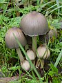 Coprinus atramentaria