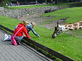 Children trying to reach the Giraffe (Giraffa camelopardalis) in Emmen Zoo, the Netherlands.