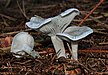 47 Commons:Picture of the Year/2011/R1/Clitocybe-odora.jpg