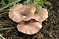 Clitocybe amarescens