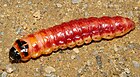 Cossus cossus, caterpillar (Raupe eines Weidenbohrers) [D]