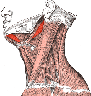 <span class="mw-page-title-main">Digastric muscle</span> Small muscle located under the jaw in mammals