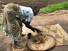 Drying millet grains in Uganda 01.jpg