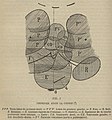 Schéma représentant la disposition des organes humains avant un effort physique.