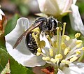 Abeja Andrenidae, Nueva York