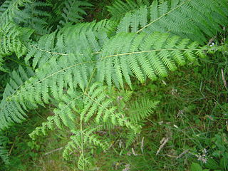 <span class="mw-page-title-main">Dennstaedtiaceae</span> Family of ferns