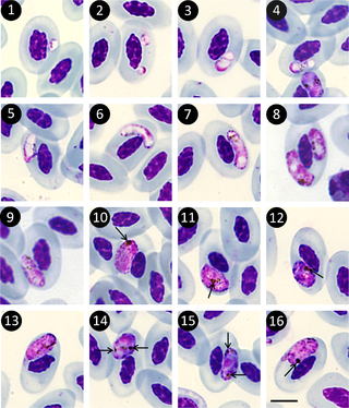 <span class="mw-page-title-main">Haemoproteidae</span> Family of single-celled organisms