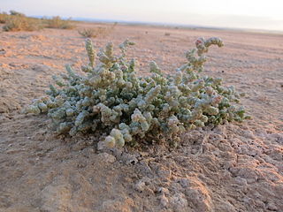 <i>Halopeplis</i> Genus of flowering plants